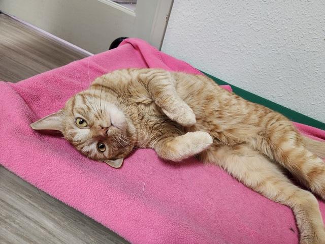 Enlarge Milosh, a Adoptable Domestic Short Hair in Portland, OR image 5/6