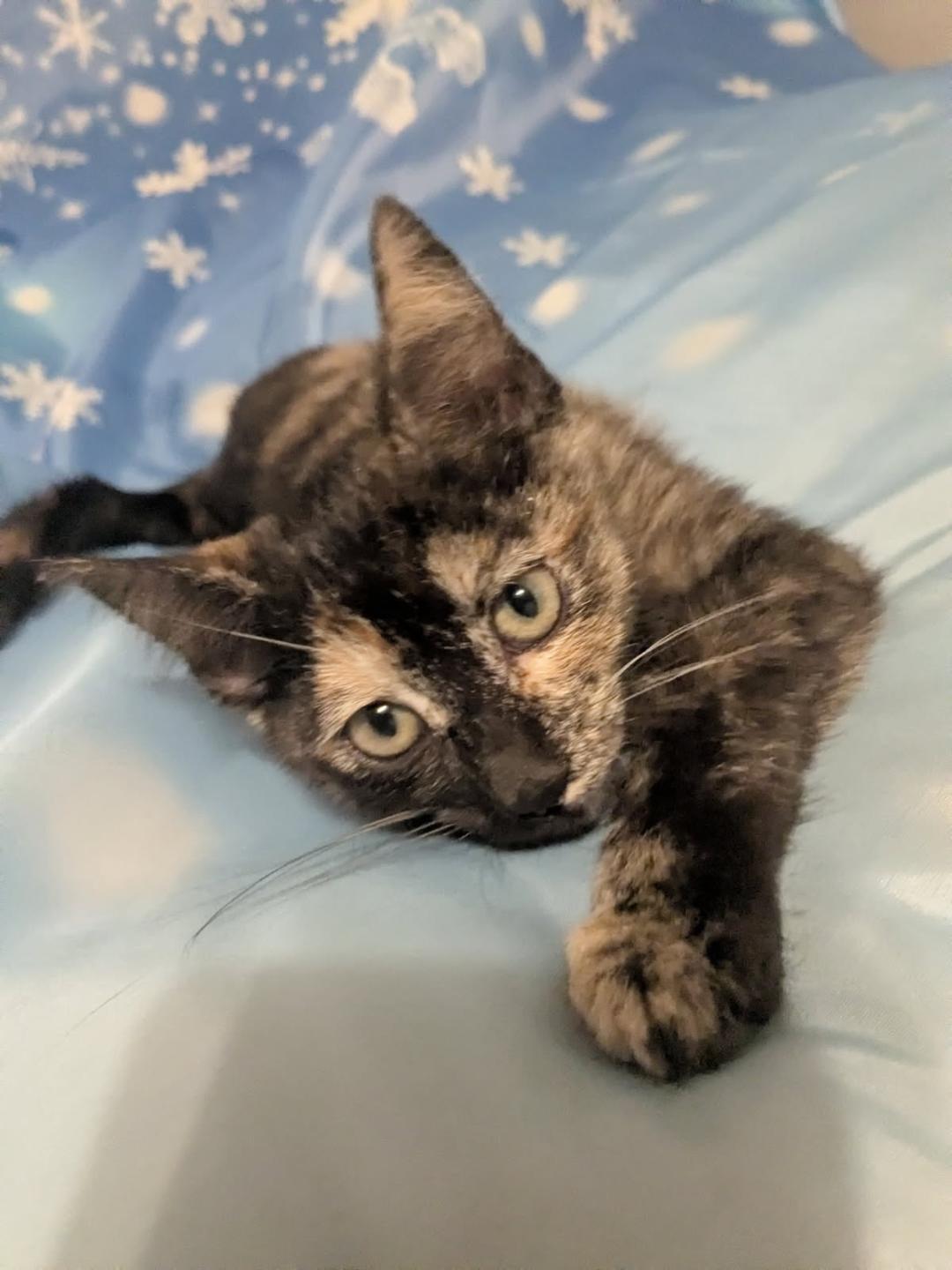 SWEET POTATO, an adopted mixed breed in Escalon, CA image 6/6