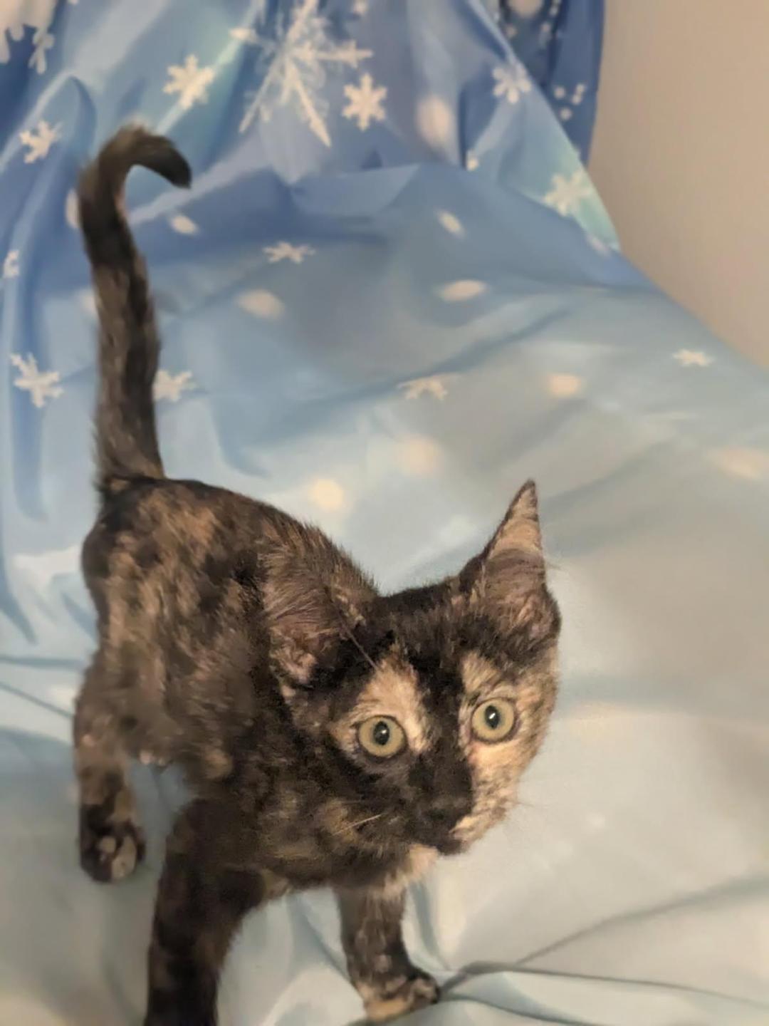 SWEET POTATO, an adopted mixed breed in Escalon, CA image 3/6