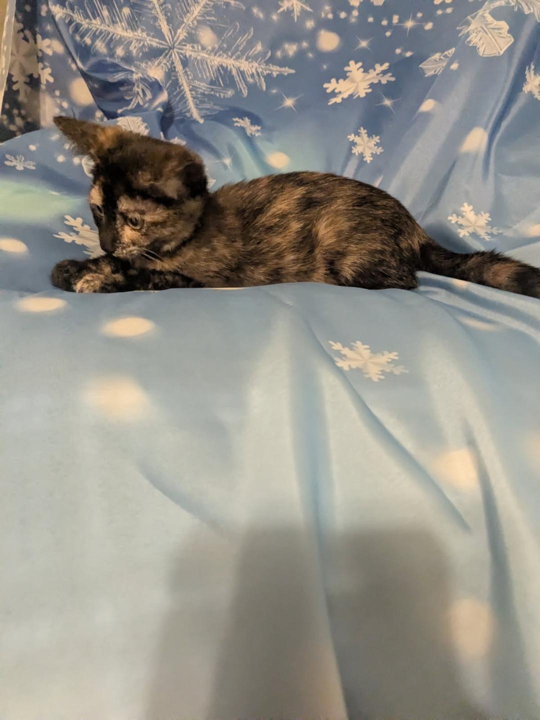 SWEET POTATO, adopted, Kitten Female Tortoiseshell & Domestic Short Hair.