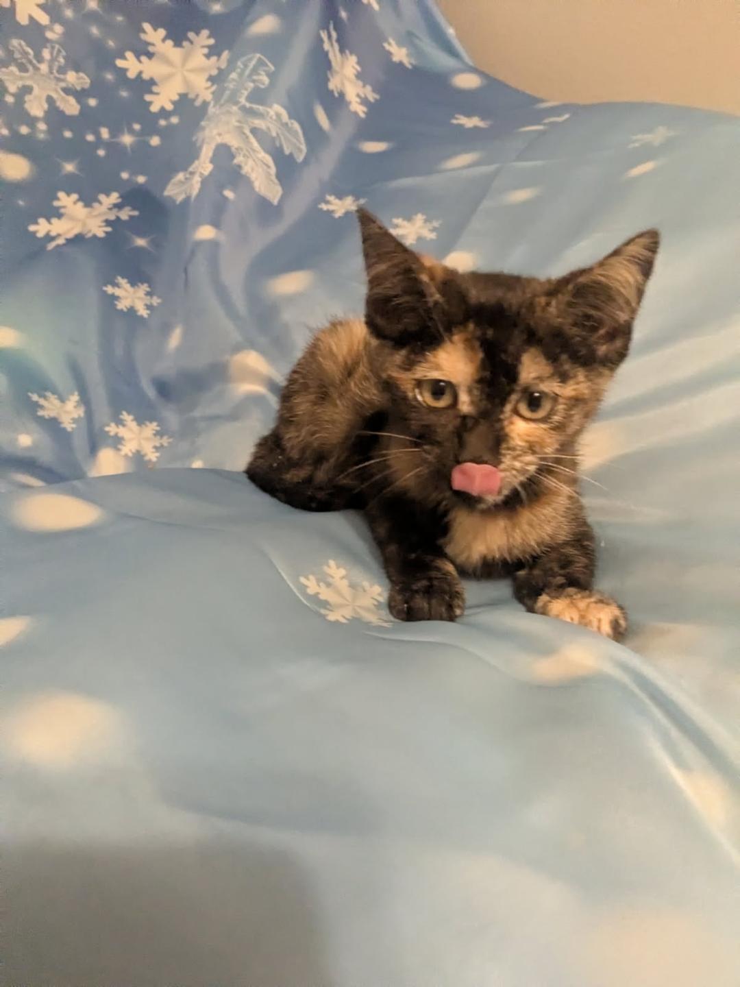 SWEET POTATO, an adopted mixed breed in Escalon, CA image 4/6