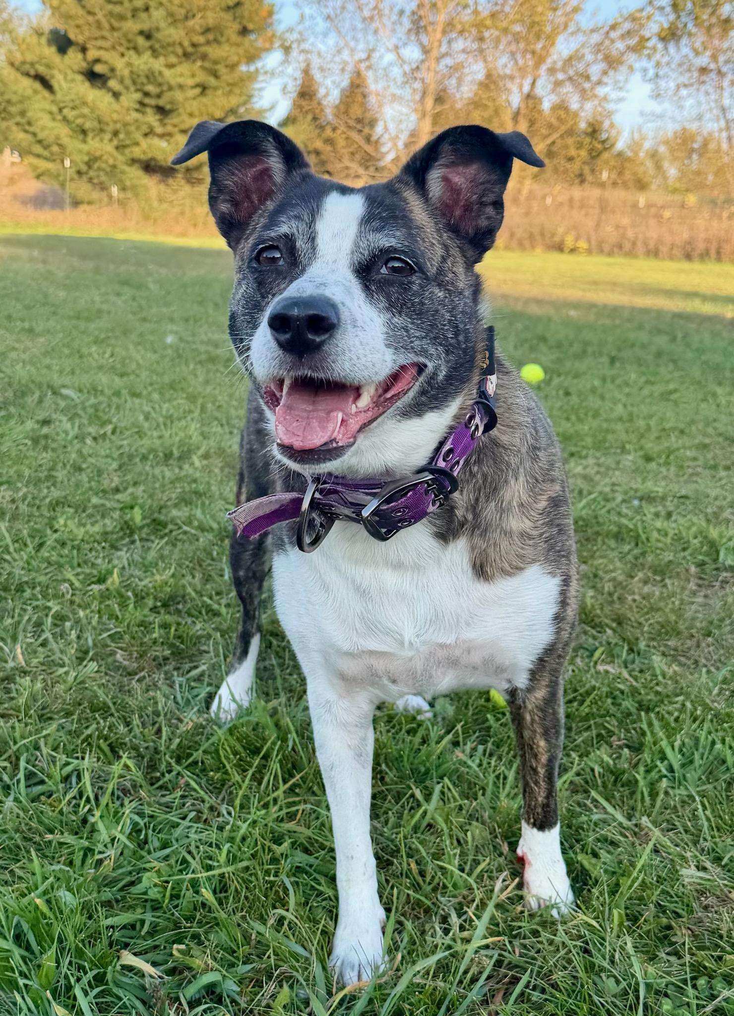 Enlarge Patience, a Adoptable mixed breed in Traverse City, MI image 2/2