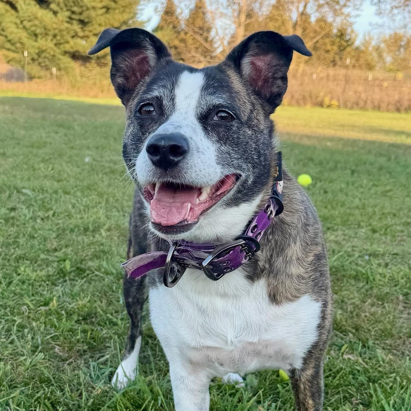 Enlarge Patience, a Adoptable mixed breed in Traverse City, MI image 1/2