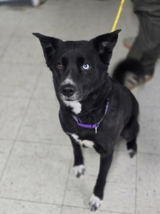 Enlarge Pride, a Adoptable mixed breed in Moses Lake, WA image 1/1
