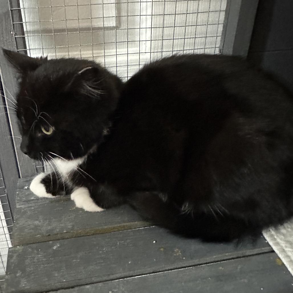 Enlarge Oreo, a Adoptable Domestic Short Hair in Nokesville, VA image 1/3