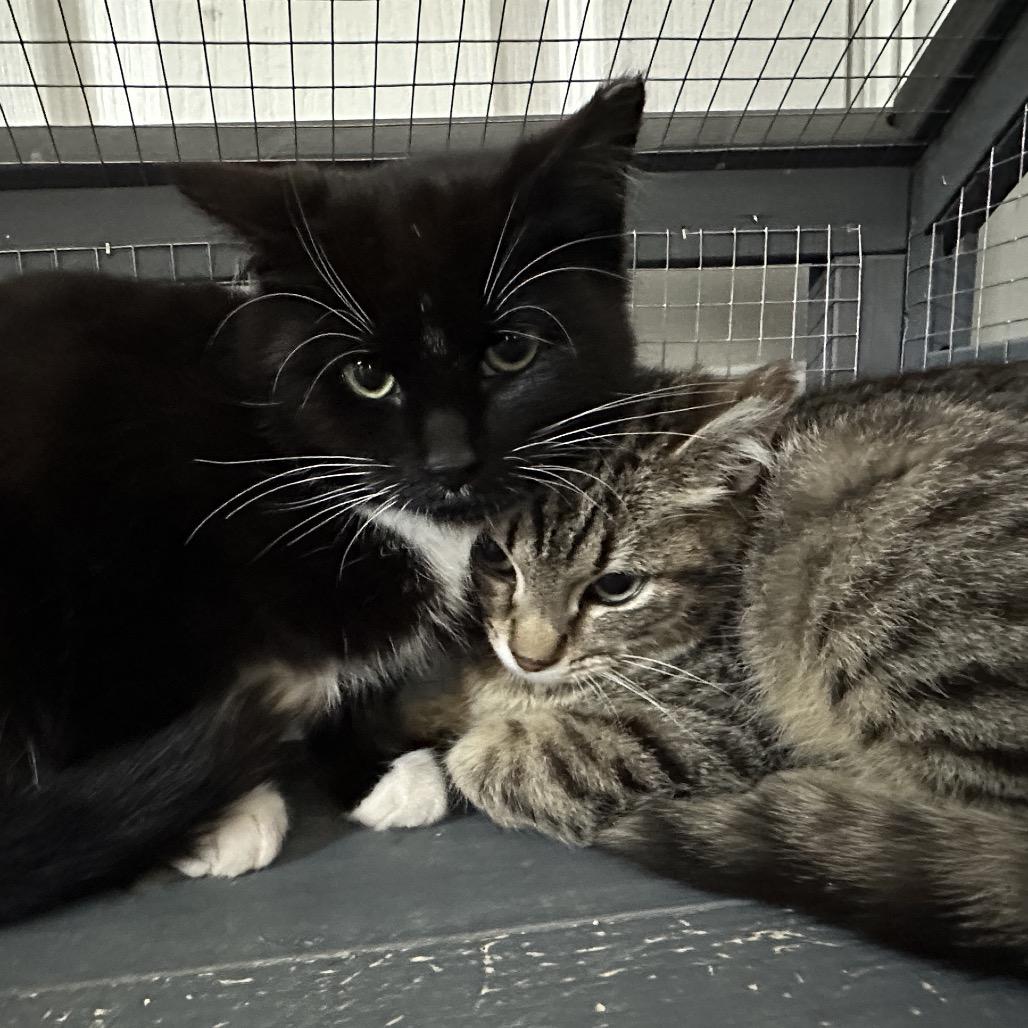 Enlarge Oreo, a Adoptable Domestic Short Hair in Nokesville, VA image 2/3