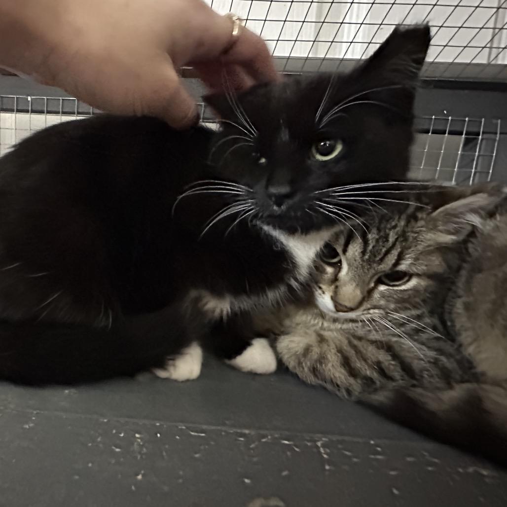 Enlarge Oreo, a Adoptable Domestic Short Hair in Nokesville, VA image 3/3