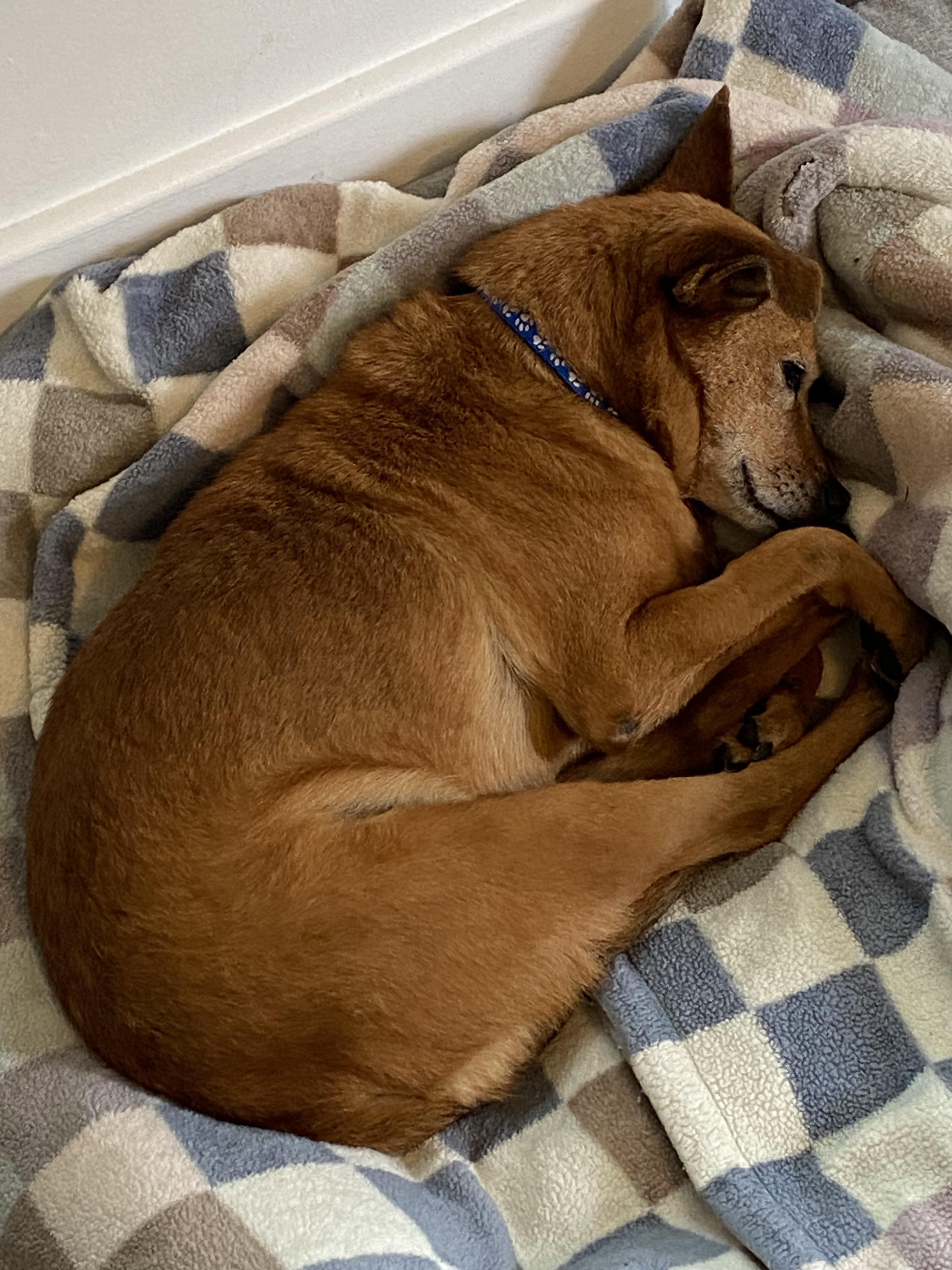 Enlarge Macaroni, a ADOPTABLE mixed breed in Santa Rosa, CA image 4/6