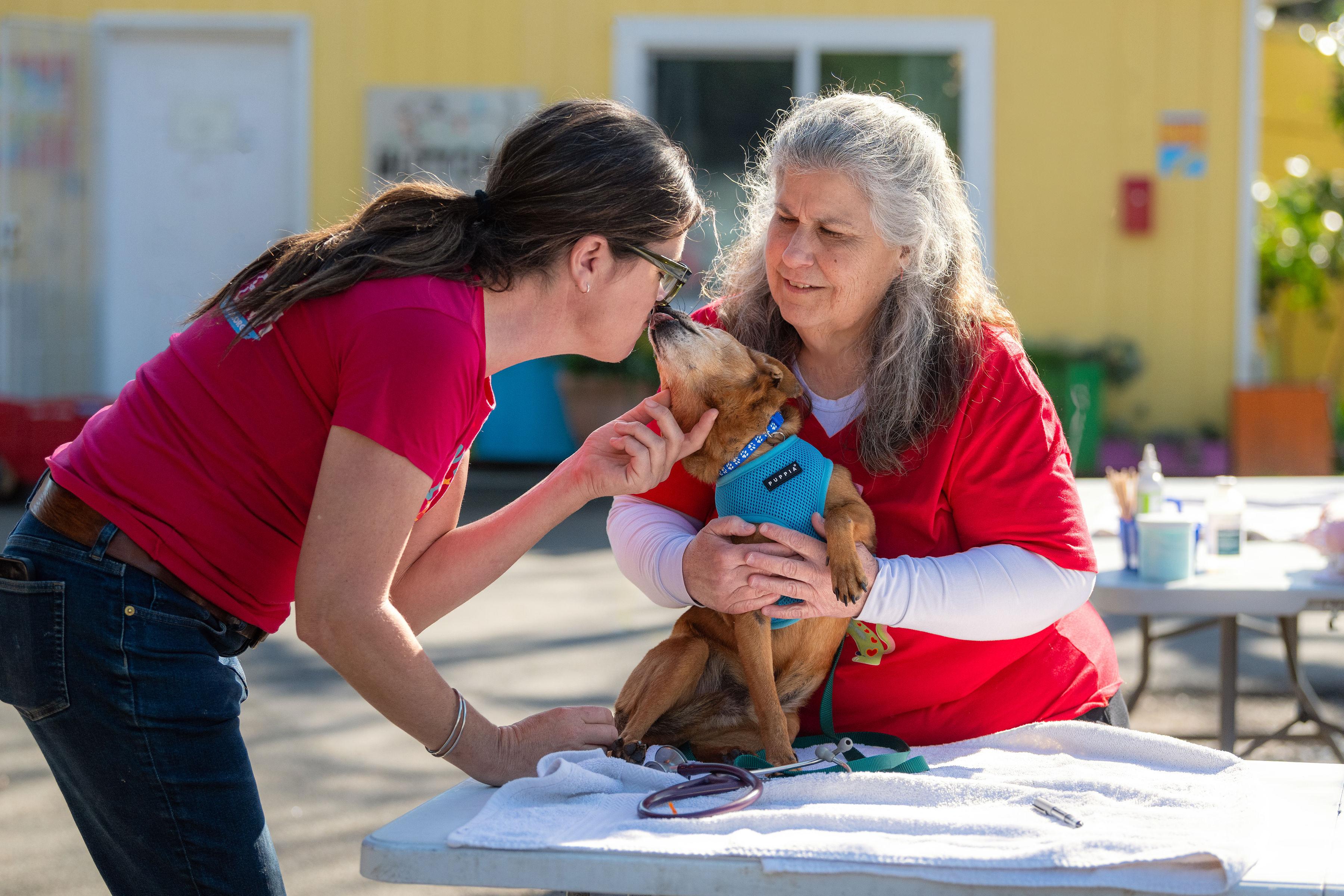 Enlarge Macaroni, a ADOPTABLE mixed breed in Santa Rosa, CA image 2/6