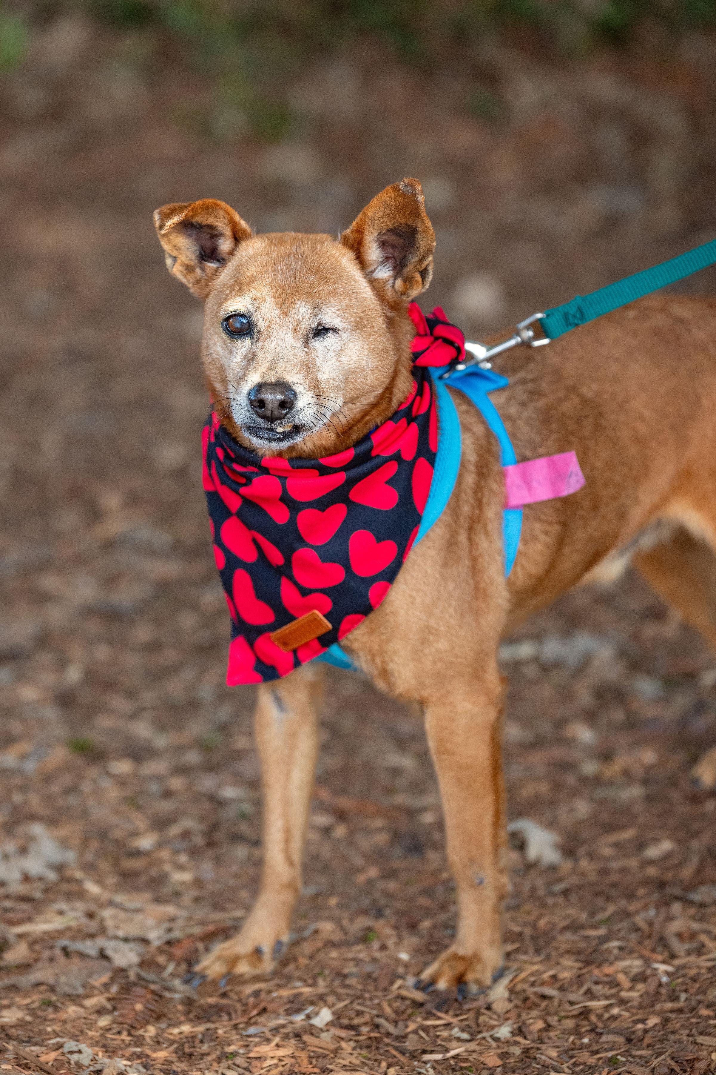 Enlarge Macaroni, a ADOPTABLE mixed breed in Santa Rosa, CA image 5/6