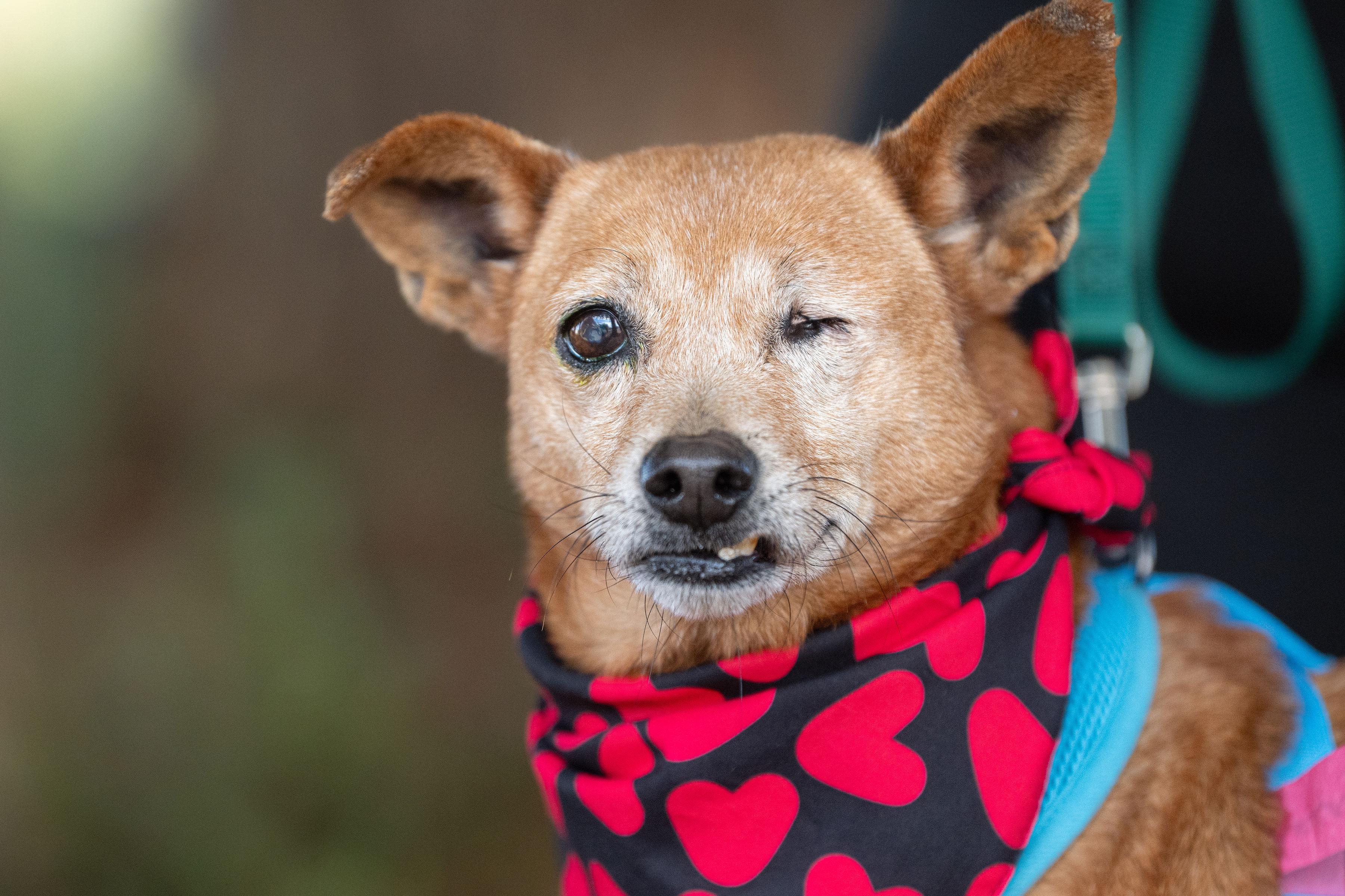 Enlarge Macaroni, a ADOPTABLE mixed breed in Santa Rosa, CA image 6/6