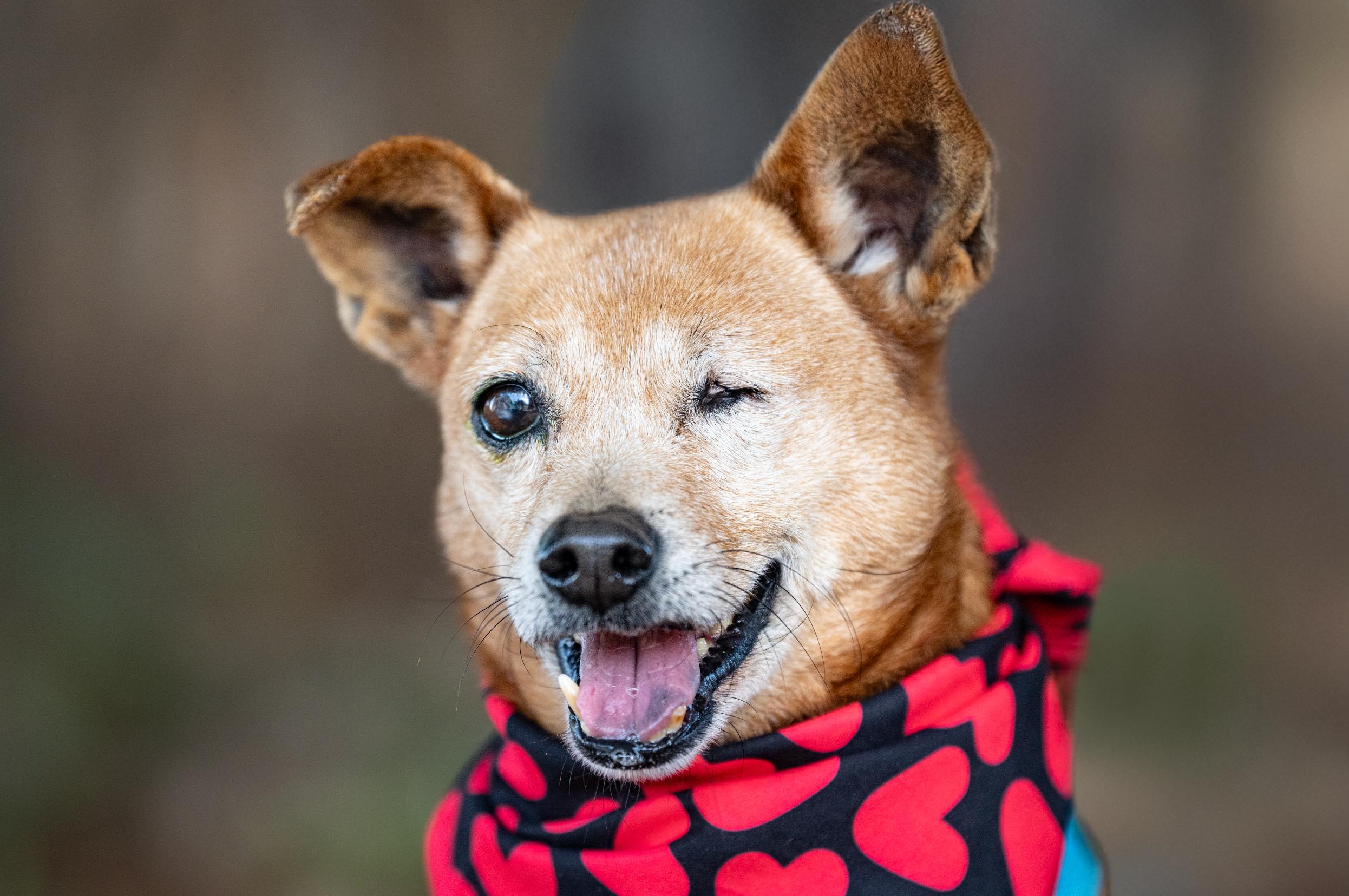 Enlarge Macaroni, a ADOPTABLE mixed breed in Santa Rosa, CA image 1/6
