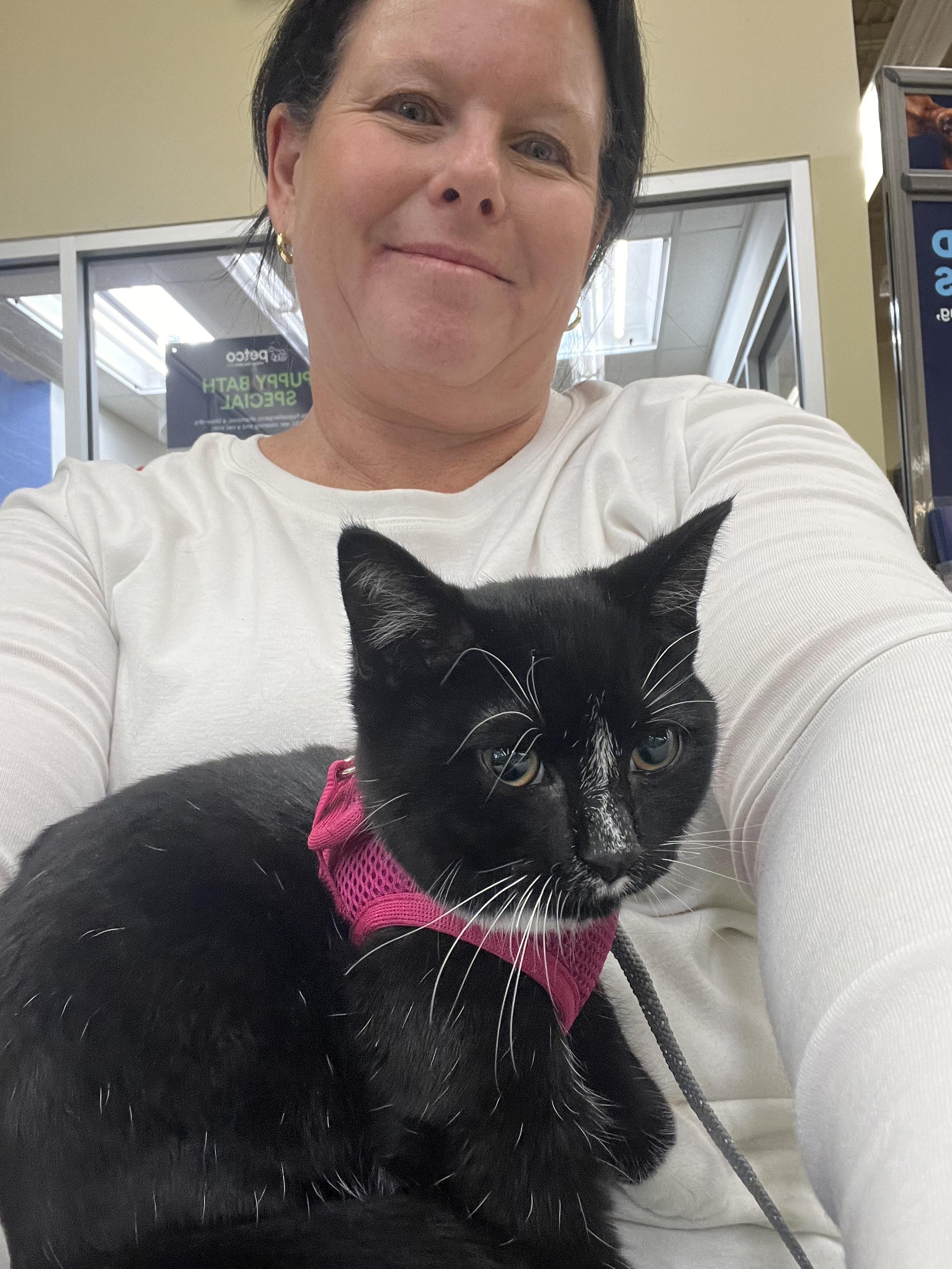 Diamond, Adopted, Young Female Domestic Short Hair.