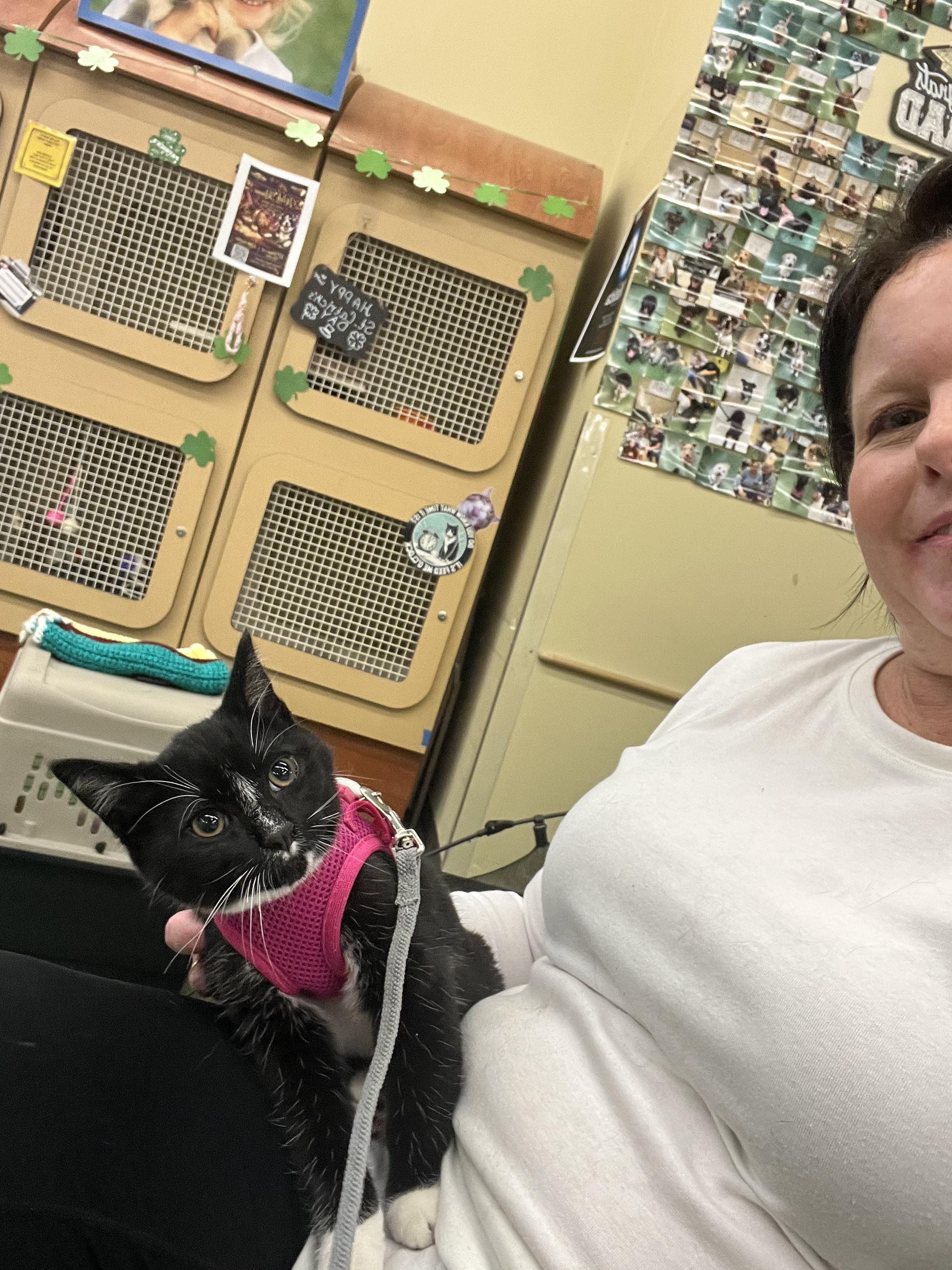 Enlarge Diamond, a Adopted mixed breed in Lockport, IL image 3/5