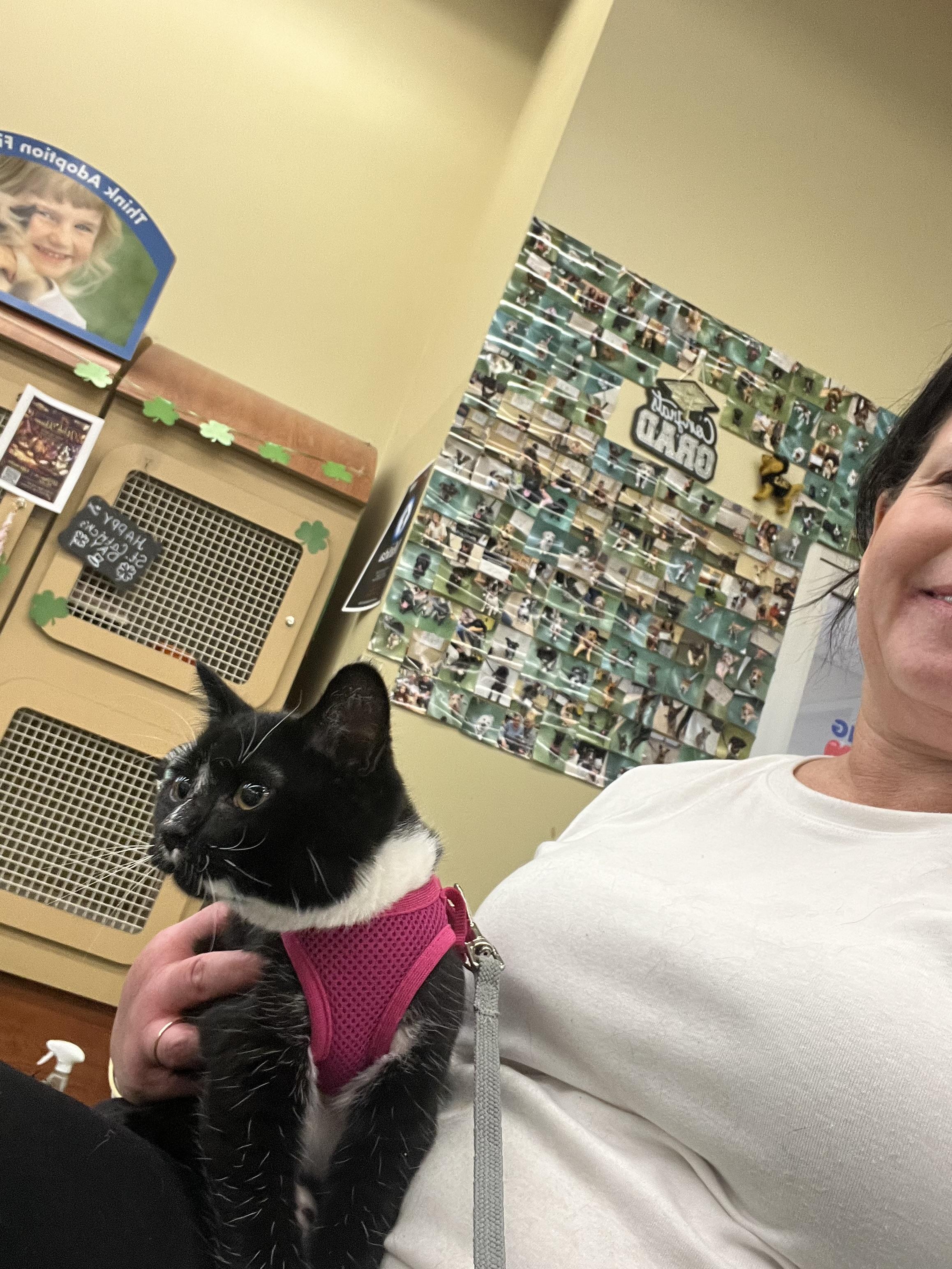Enlarge Diamond, a Adopted mixed breed in Lockport, IL image 4/5