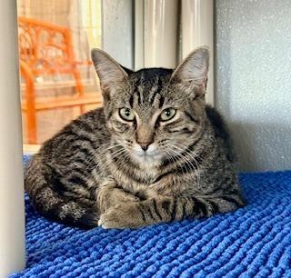 Enlarge Ty, a ADOPTABLE Domestic Short Hair in Winter Haven, FL image 2/3