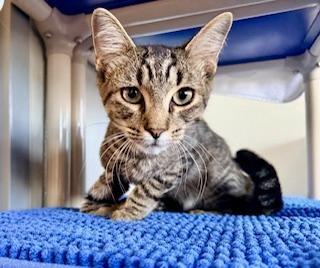 Enlarge Ty, a ADOPTABLE Domestic Short Hair in Winter Haven, FL image 3/3