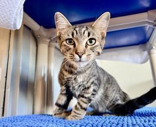 Enlarge Ty, a ADOPTABLE Domestic Short Hair in Winter Haven, FL image 1/3