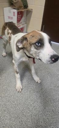 Enlarge Cole, a Adoptable Mixed Breed in Reidsville, NC image 1/1