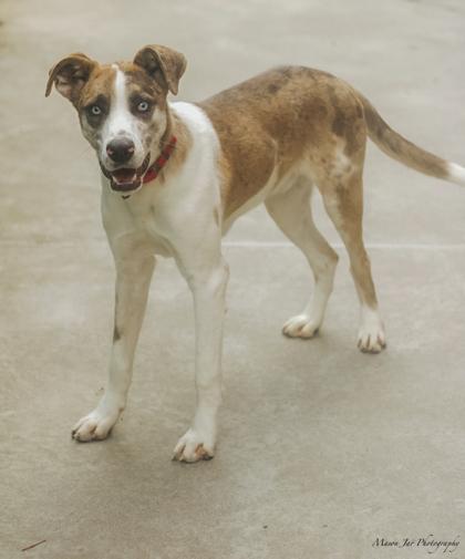 Cole, a Adoptable Mixed Breed in Reidsville, NC image 2/4