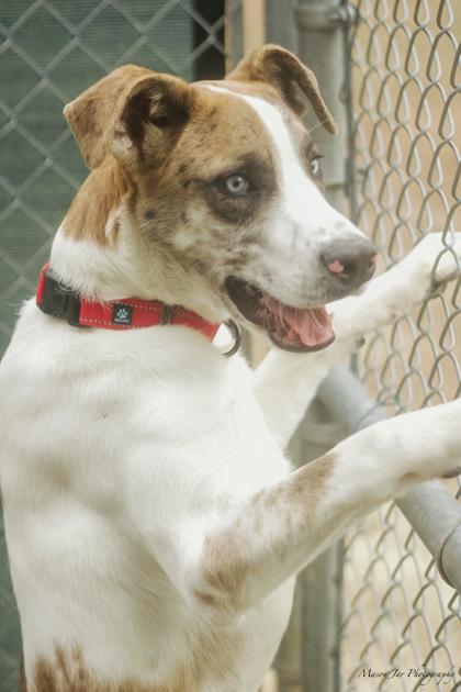 Cole, a Adoptable Mixed Breed in Reidsville, NC image 3/4