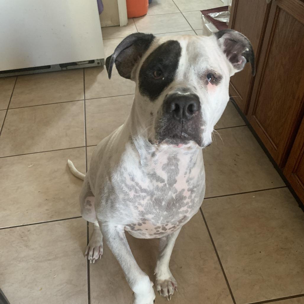Enlarge Ace, a Adoptable American Bulldog in Waggaman, LA image 1/1