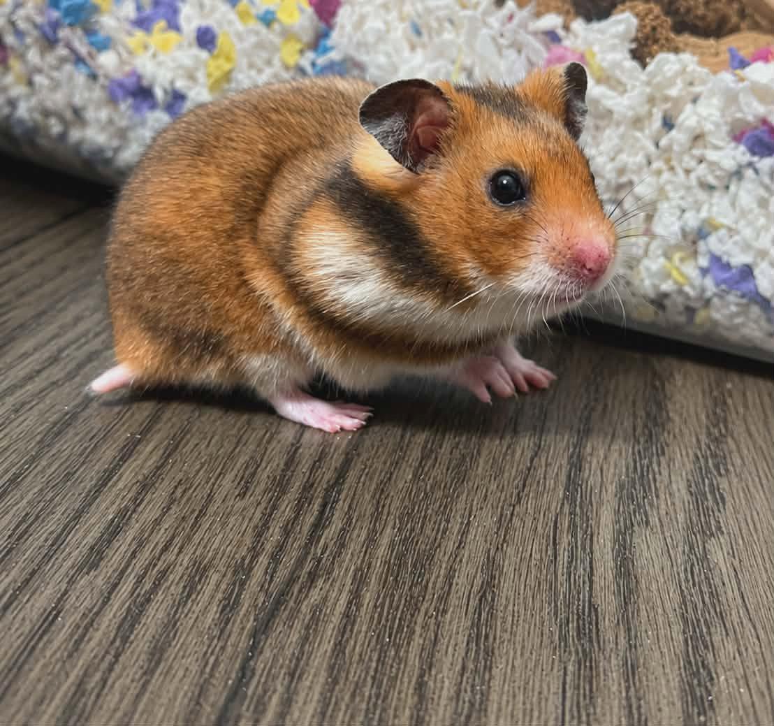 Buttercup (Courtesy Listing), Adoptable, Baby Female Hamster.