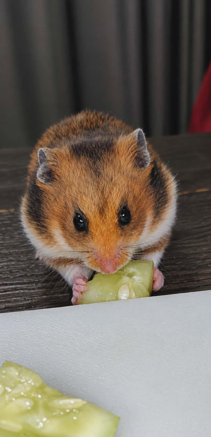 Buttercup (Courtesy Listing), a Adoptable Hamster in Baton Rouge, LA image 2/3