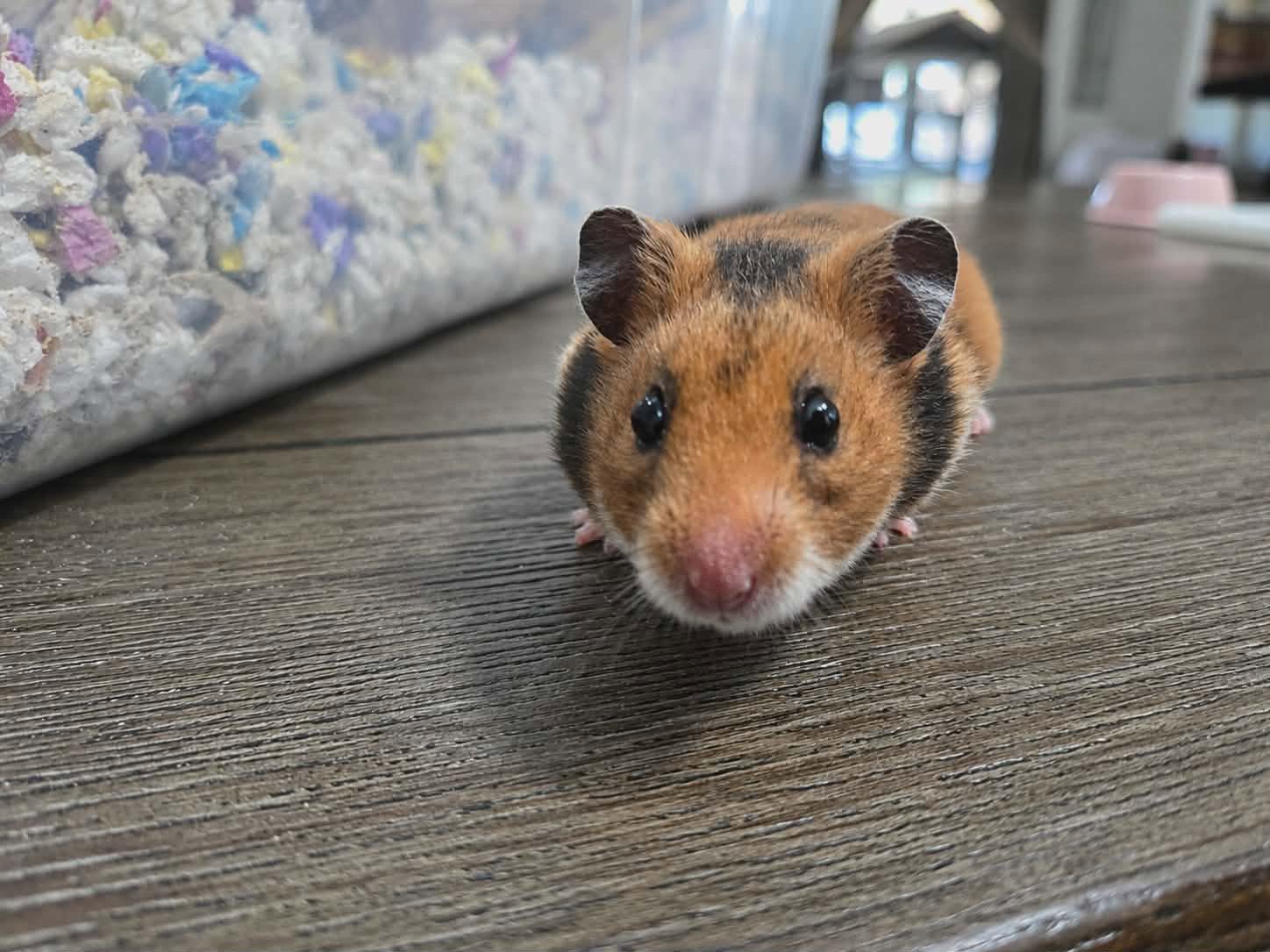 Buttercup (Courtesy Listing), a Adoptable Hamster in Baton Rouge, LA image 3/3