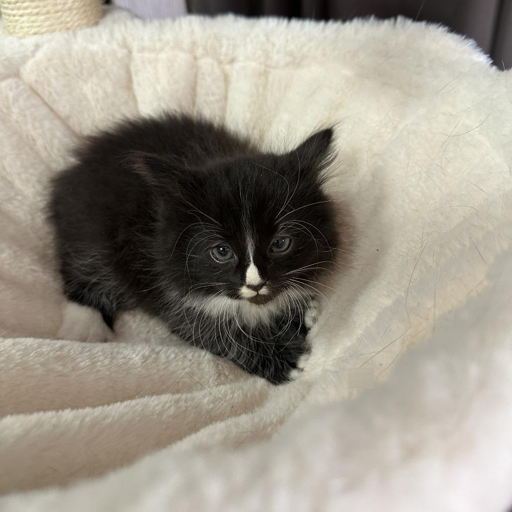 Cookie Dough, Adoptable, Kitten Female Domestic Medium Hair.