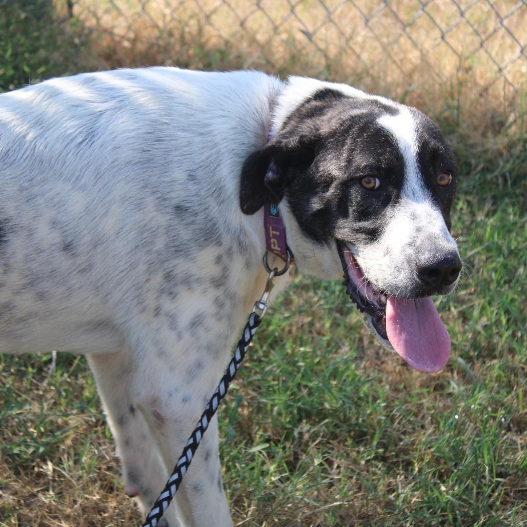 Enlarge Trinity, a Adoptable mixed breed in Cleveland, MS image 1/4