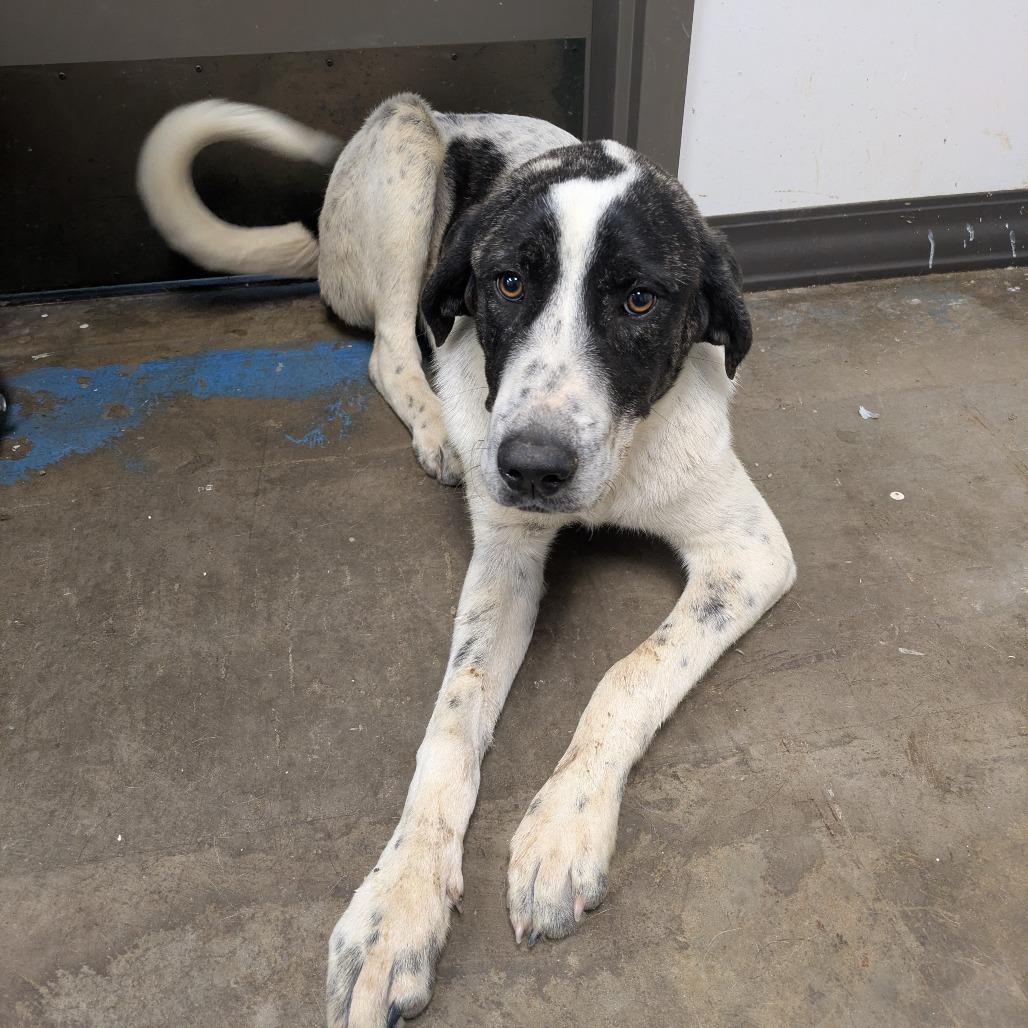 Enlarge Trinity, a Adoptable mixed breed in Cleveland, MS image 2/4