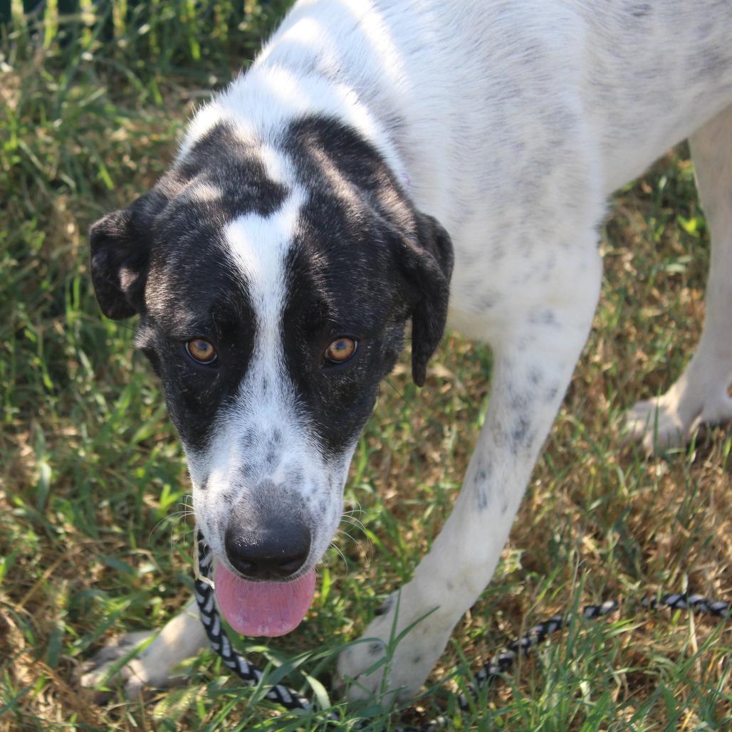 Enlarge Trinity, a Adoptable mixed breed in Cleveland, MS image 3/4