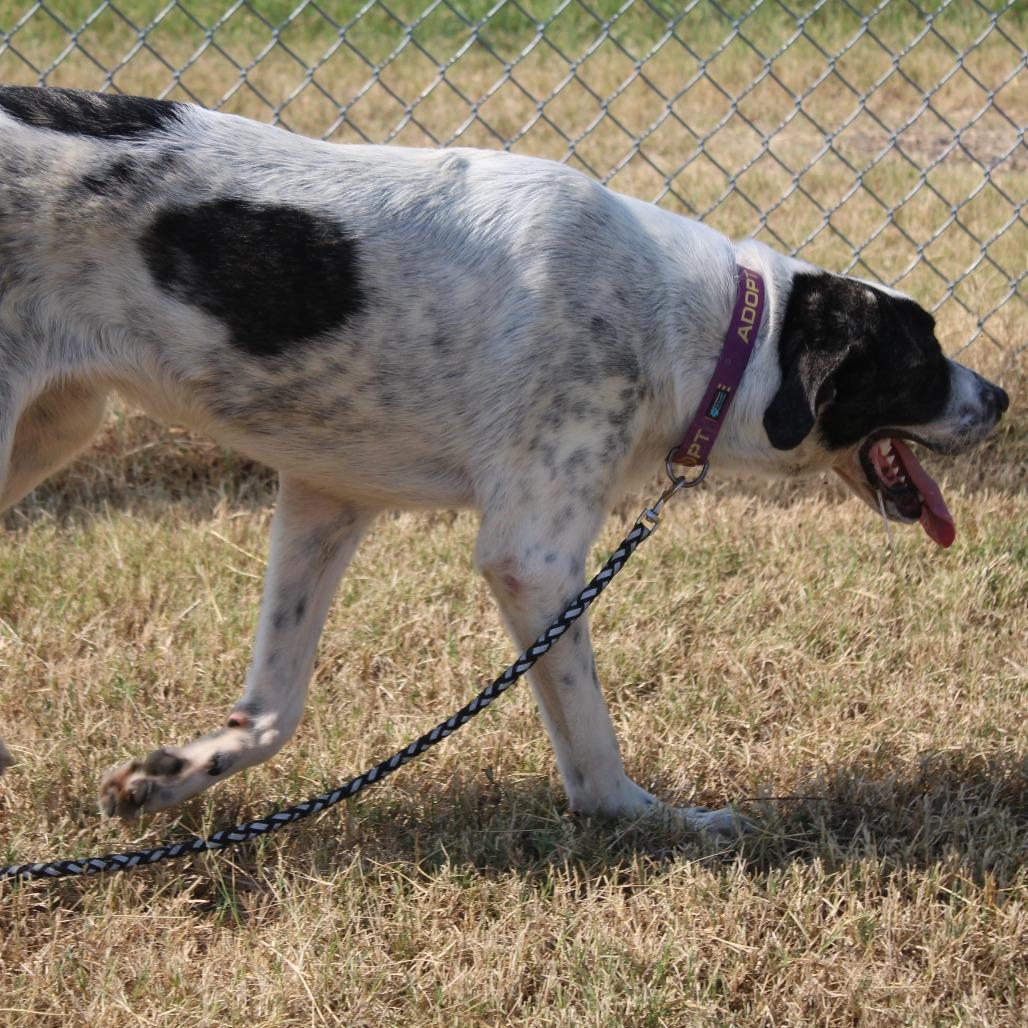 Enlarge Trinity, a Adoptable mixed breed in Cleveland, MS image 4/4