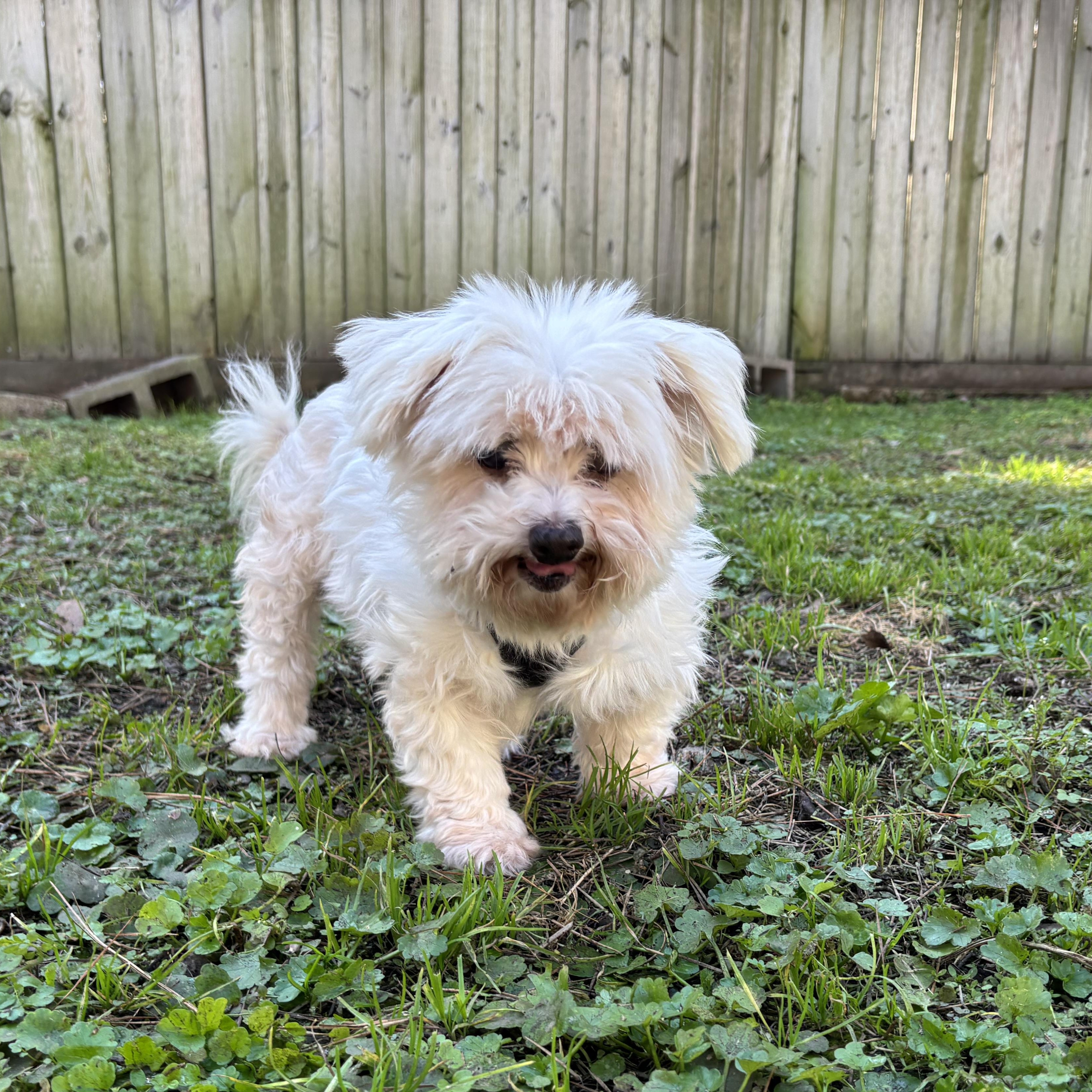Enlarge Cosette, a Adoptable mixed breed in Spring, TX image 2/4