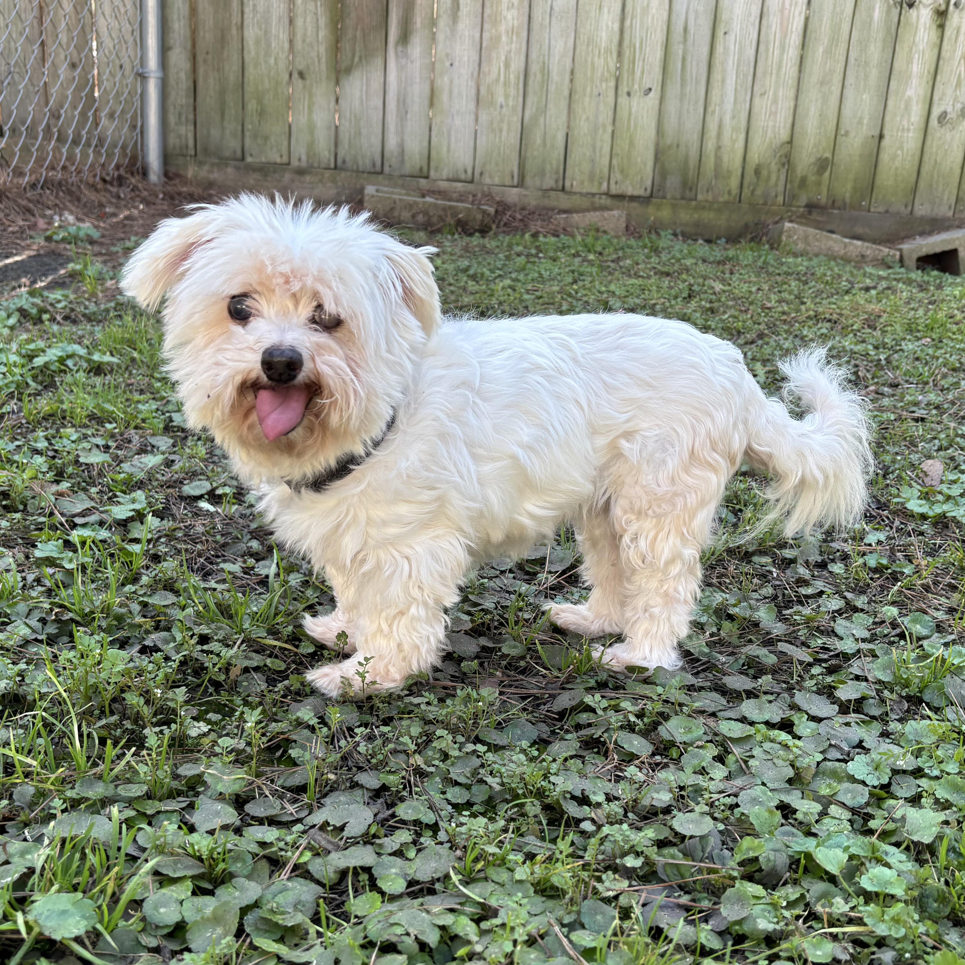 Cosette, Adoptable, Senior Female Maltese & Mixed Breed.