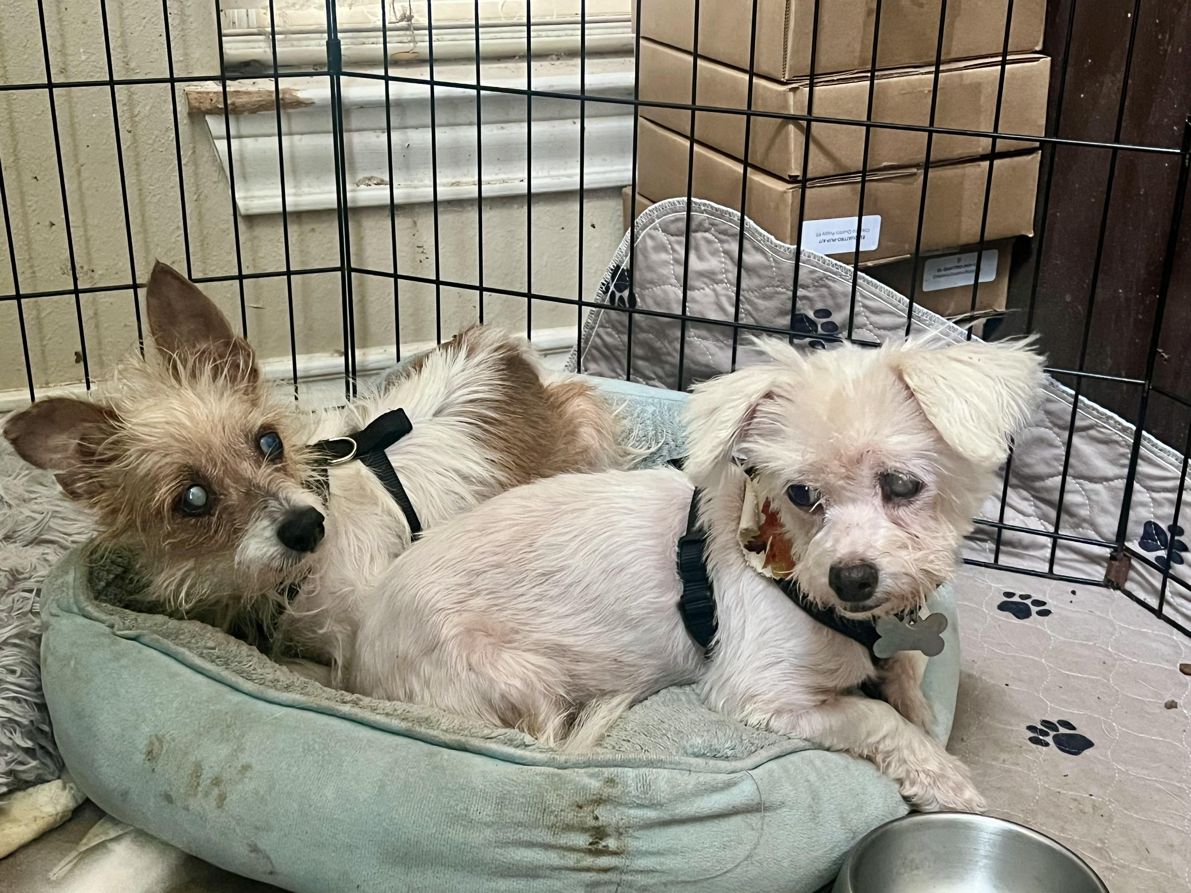 Clare and Cosette, Adoptable, Senior Female Terrier & Mixed Breed.