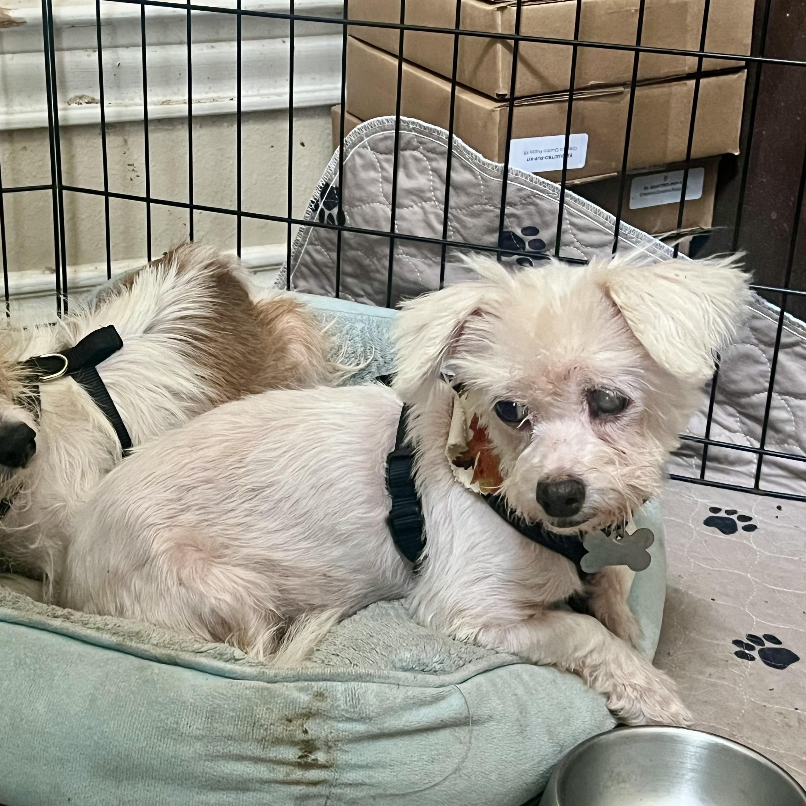 Enlarge Cosette, a Adoptable mixed breed in Spring, TX image 3/4