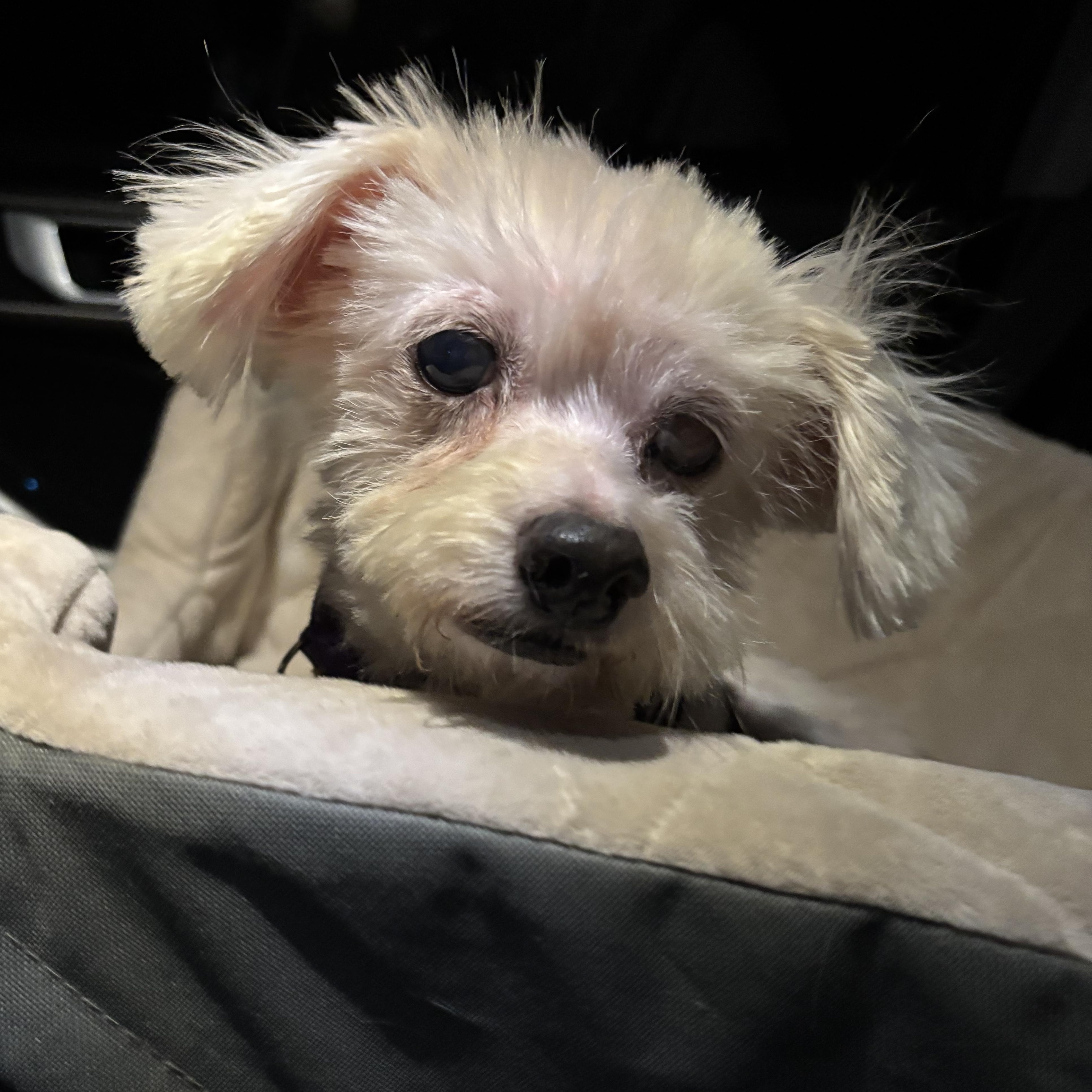 Enlarge Cosette, a Adoptable mixed breed in Spring, TX image 4/4