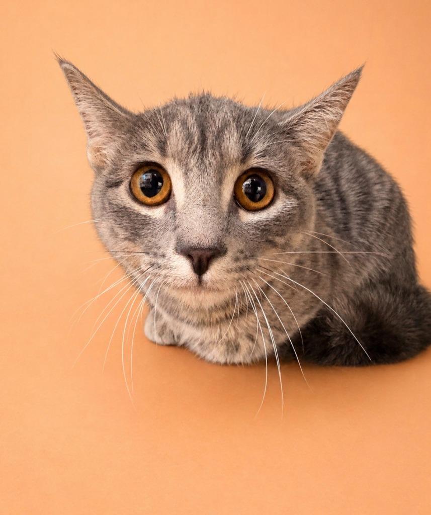 Wanda, Adoptable, Kitten Female Domestic Short Hair.
