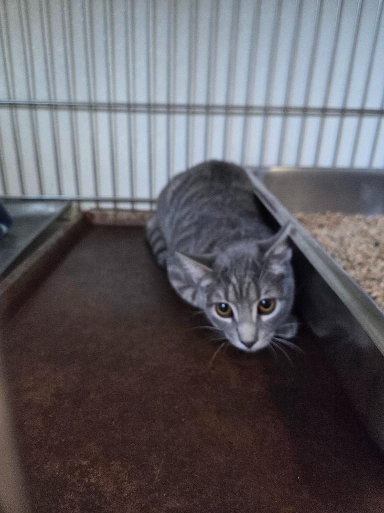 Enlarge Wanda, a Adoptable mixed breed in Rock Springs, WY image 2/2