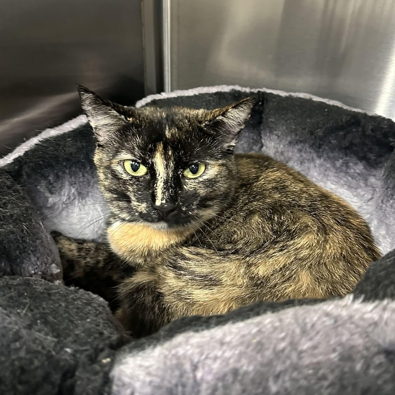 Stella, Adoptable, Adult Female Domestic Short Hair.