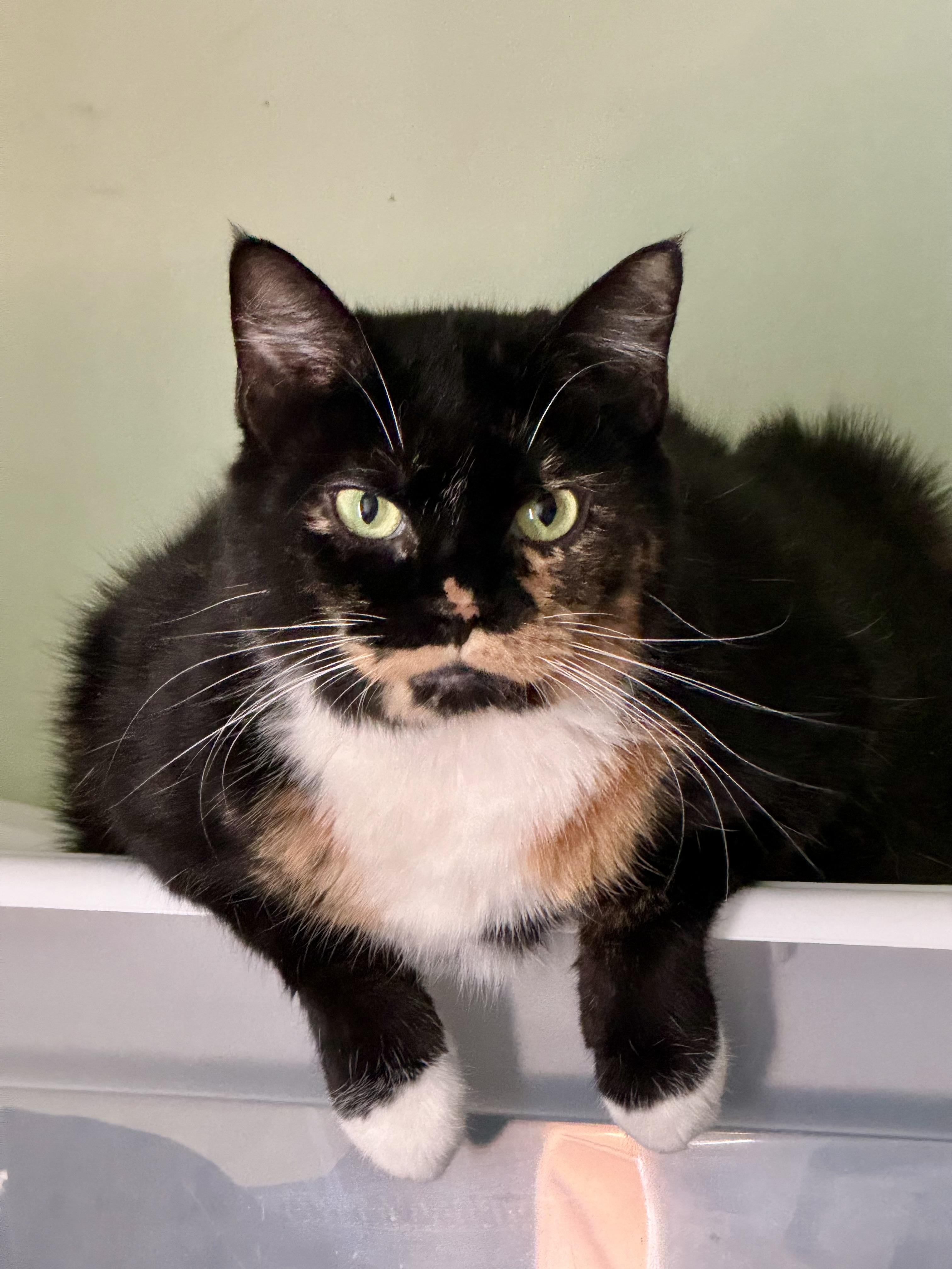 Courtney, ADOPTABLE, Young Female Calico.