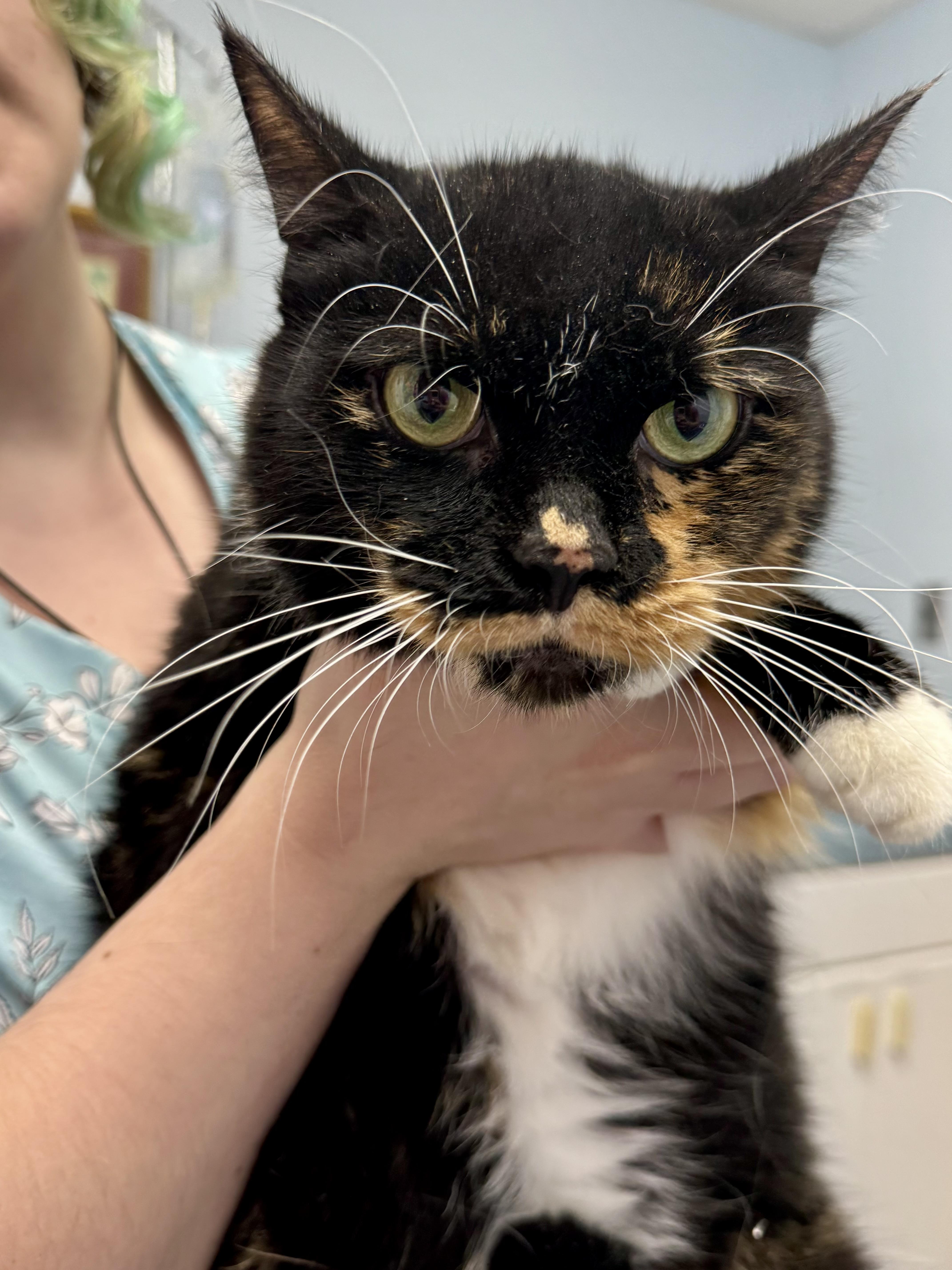 Courtney, a ADOPTABLE Calico in St. Clair Shores, MI image 2/4