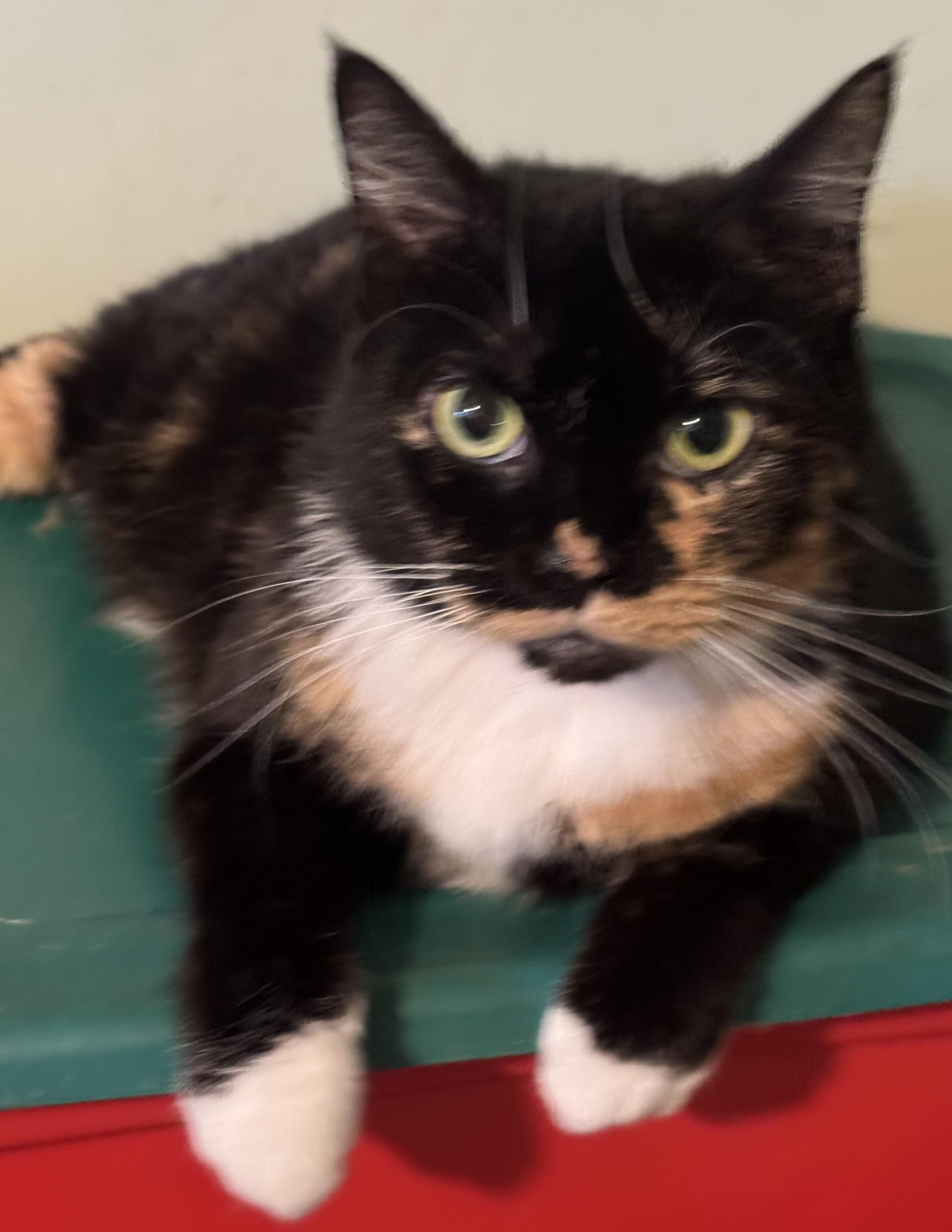 Courtney, a ADOPTABLE Calico in St. Clair Shores, MI image 3/4