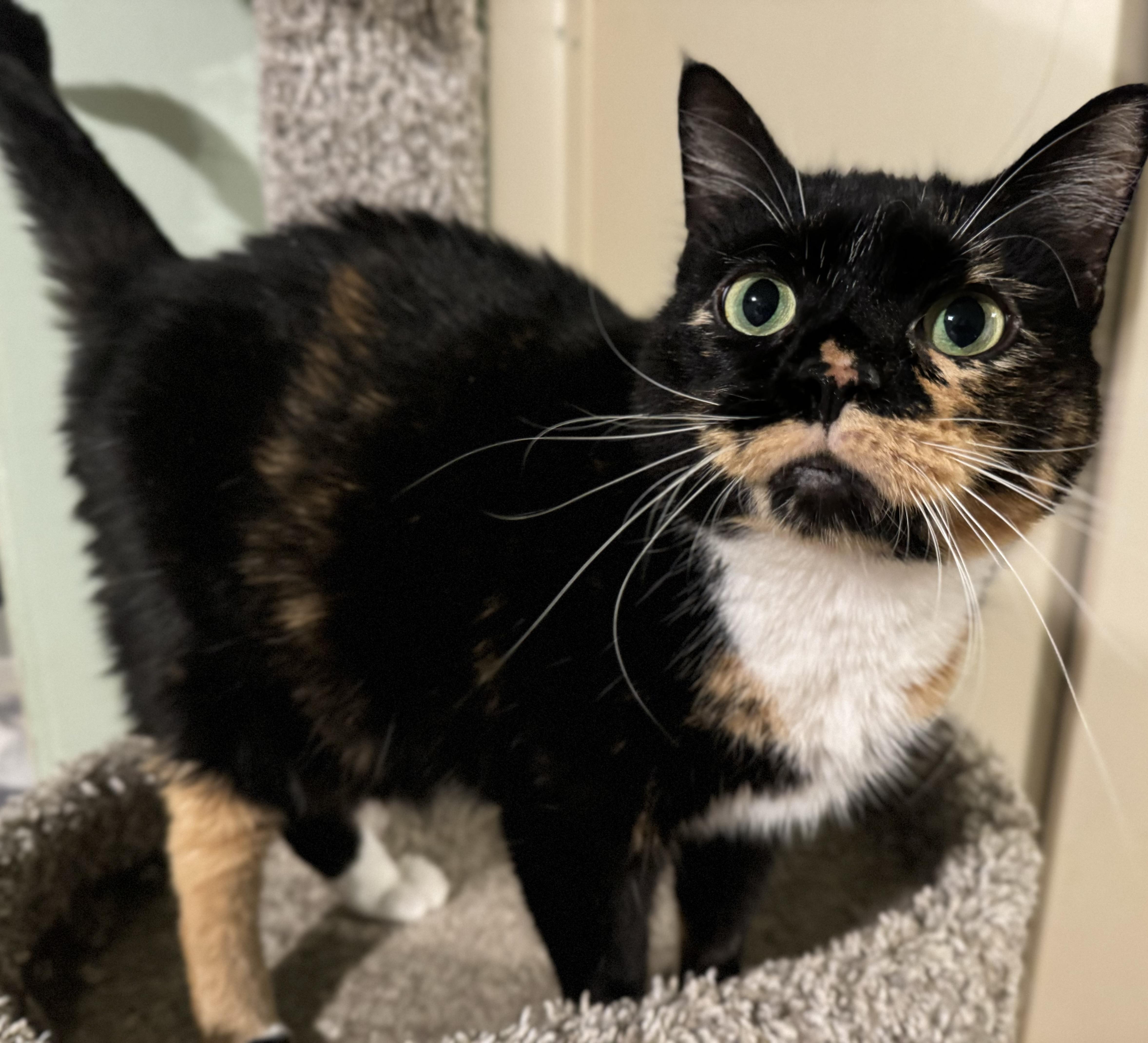 Courtney, a ADOPTABLE Calico in St. Clair Shores, MI image 4/4