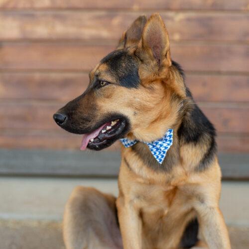 Elvis, Adoptable, Young Male German Shepherd Dog.