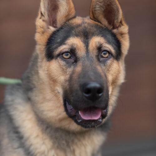 Elvis, a Adoptable German Shepherd Dog in Bakersfield, CA image 2/5