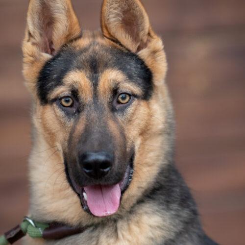 Elvis, a Adoptable German Shepherd Dog in Bakersfield, CA image 3/5