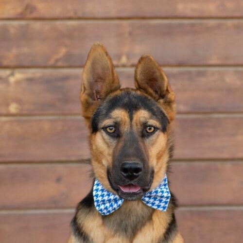 Elvis, a Adoptable German Shepherd Dog in Bakersfield, CA image 4/5